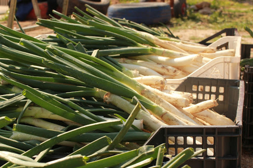 Calçots | 5 Unmissable Events at Oxford House in 2020 | Oxford House Barcelona